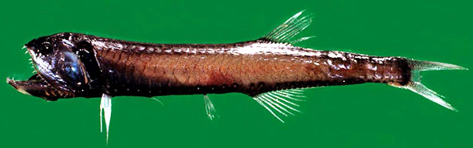 Gonostoma denudatum_03.jpg
